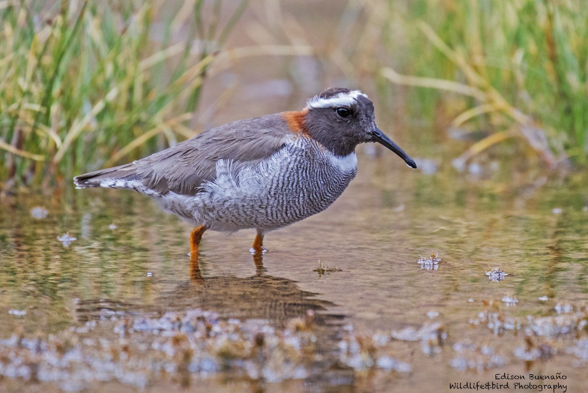 Diademed Sandpiper-Plover - ML620270426