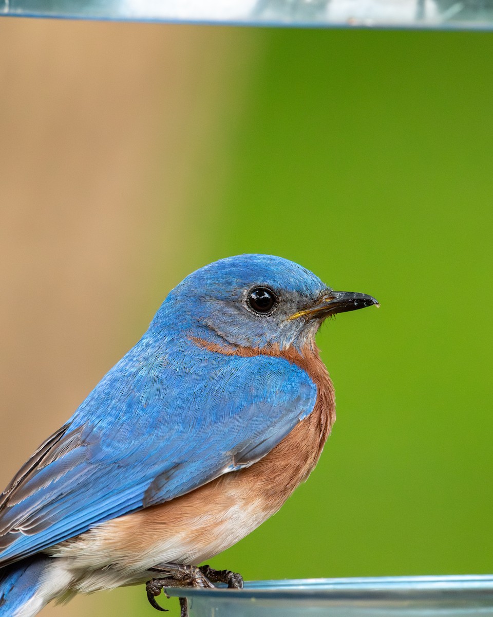 Eastern Bluebird - ML620270428