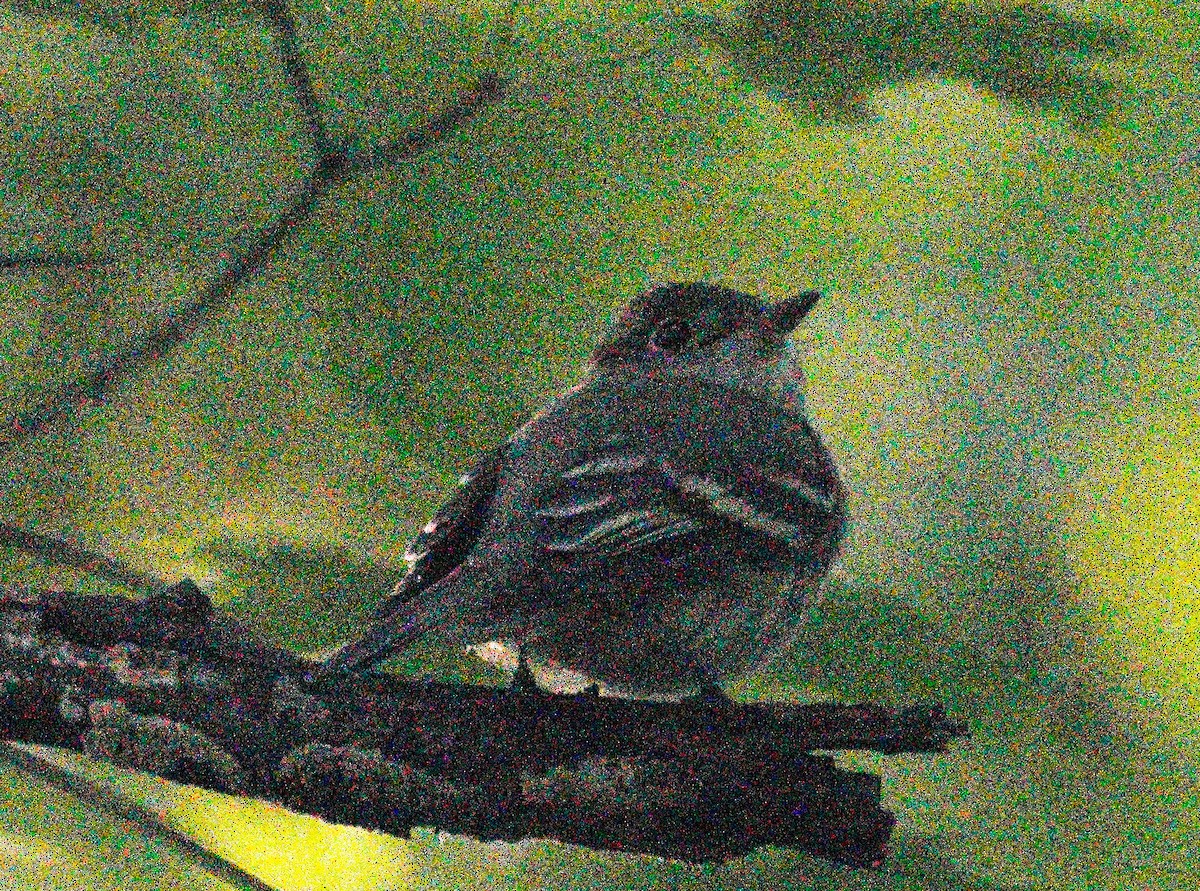 Acadian Flycatcher - ML620270432