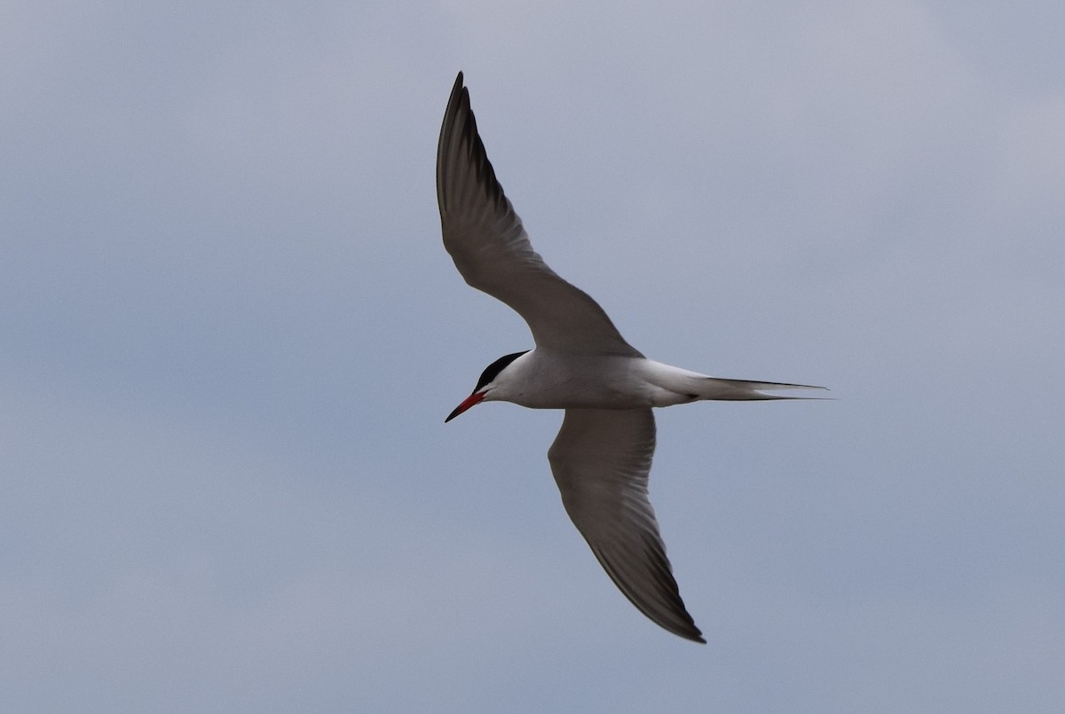 Common Tern - ML620270435