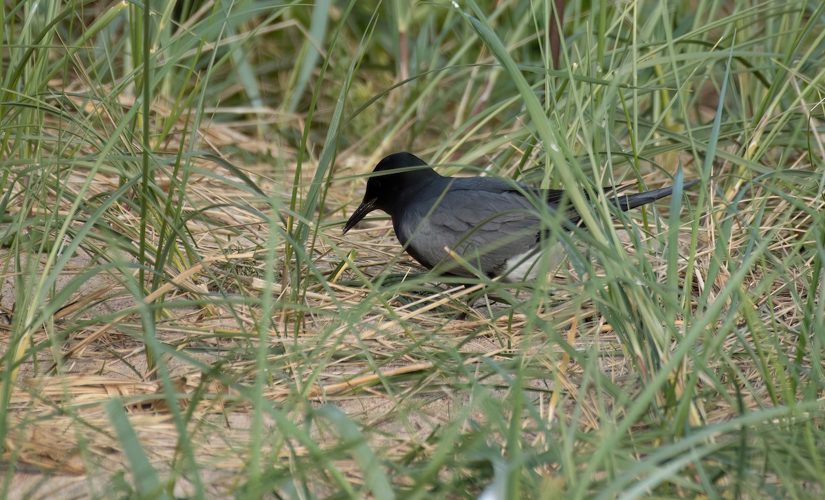 Black Tern (American) - ML620270445