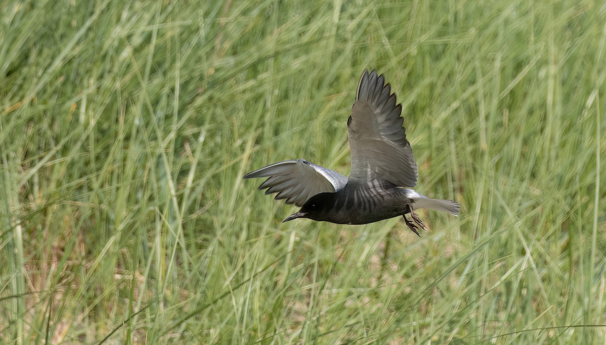 Black Tern (American) - ML620270446