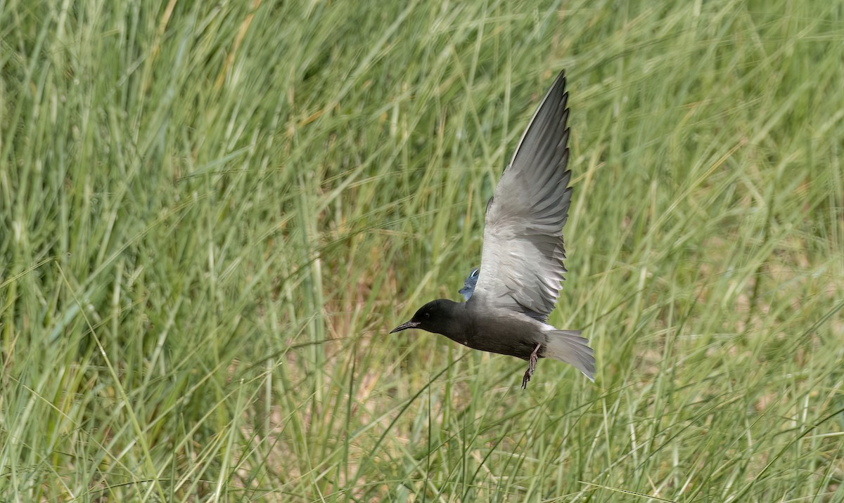 Black Tern (American) - ML620270447