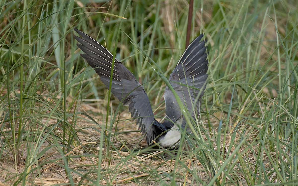 Black Tern (American) - ML620270449