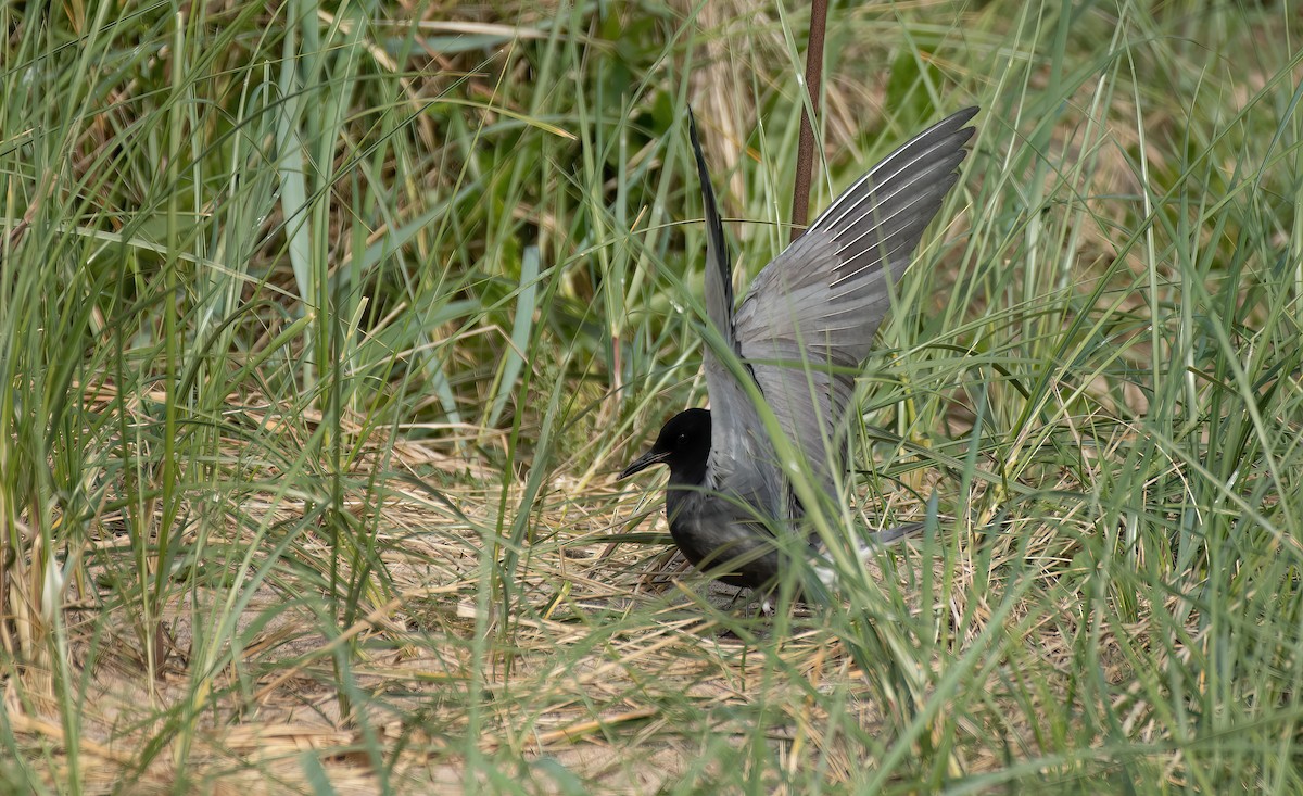 Black Tern (American) - ML620270451