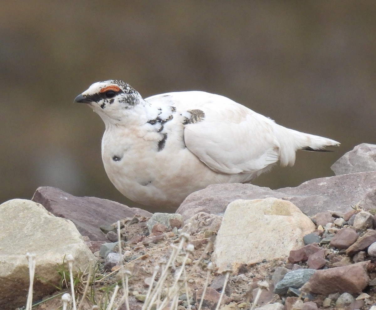 Rock Ptarmigan - ML620270453