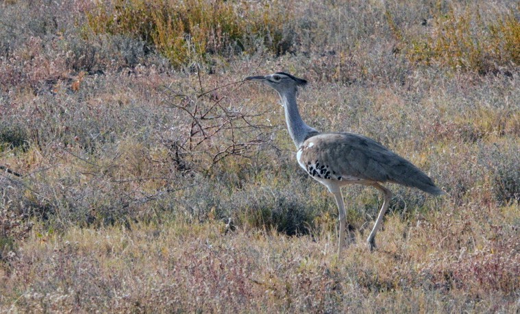 Kori Bustard - ML620270460