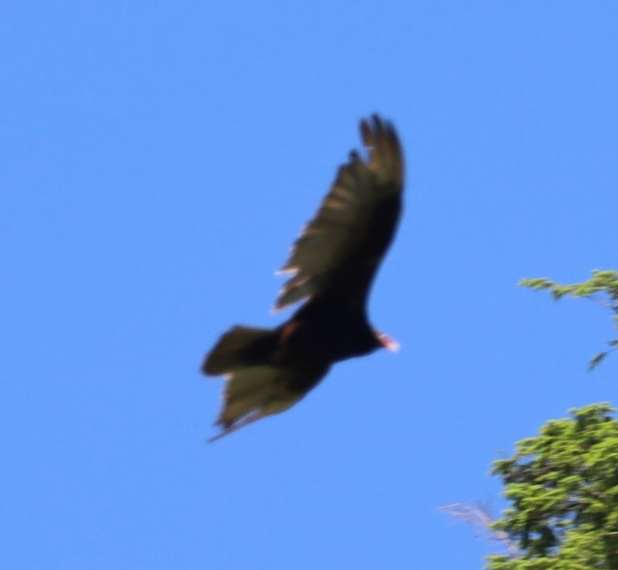 Turkey Vulture - ML620270465