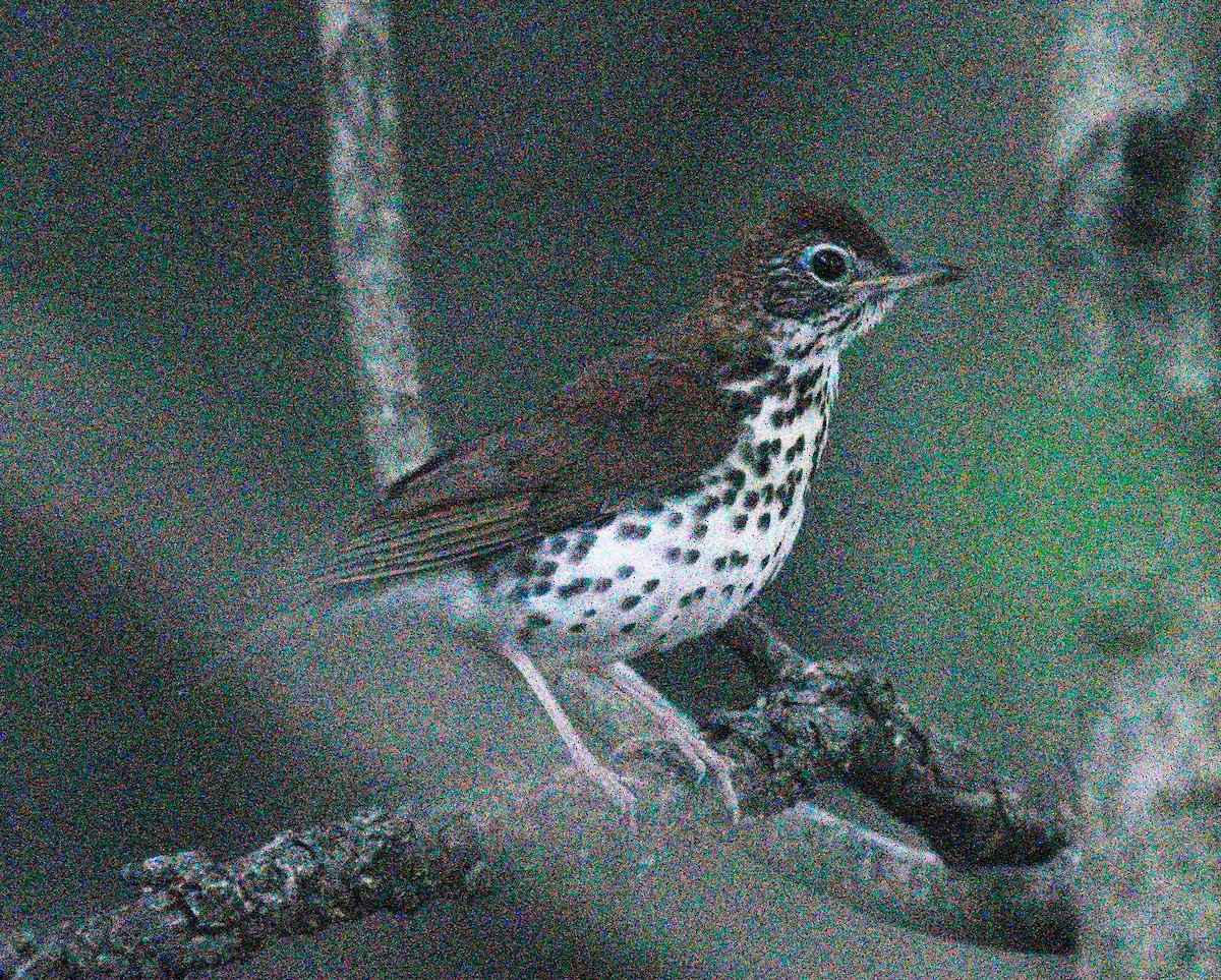 Wood Thrush - ML620270466