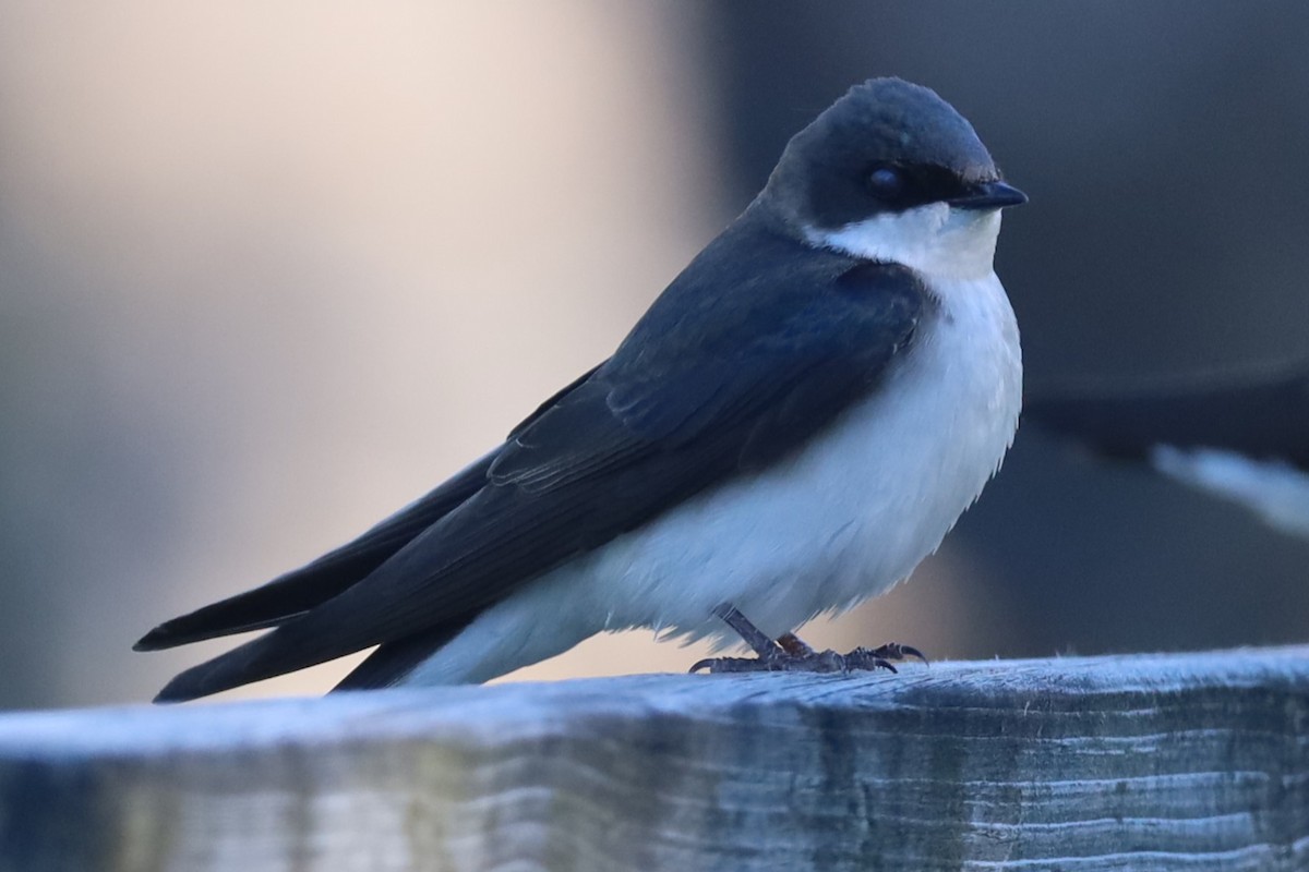 Tree Swallow - ML620270468