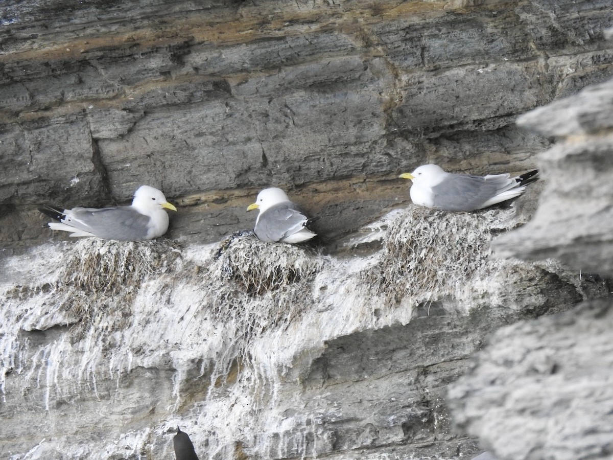 Black-legged Kittiwake (tridactyla) - Stephen Bailey