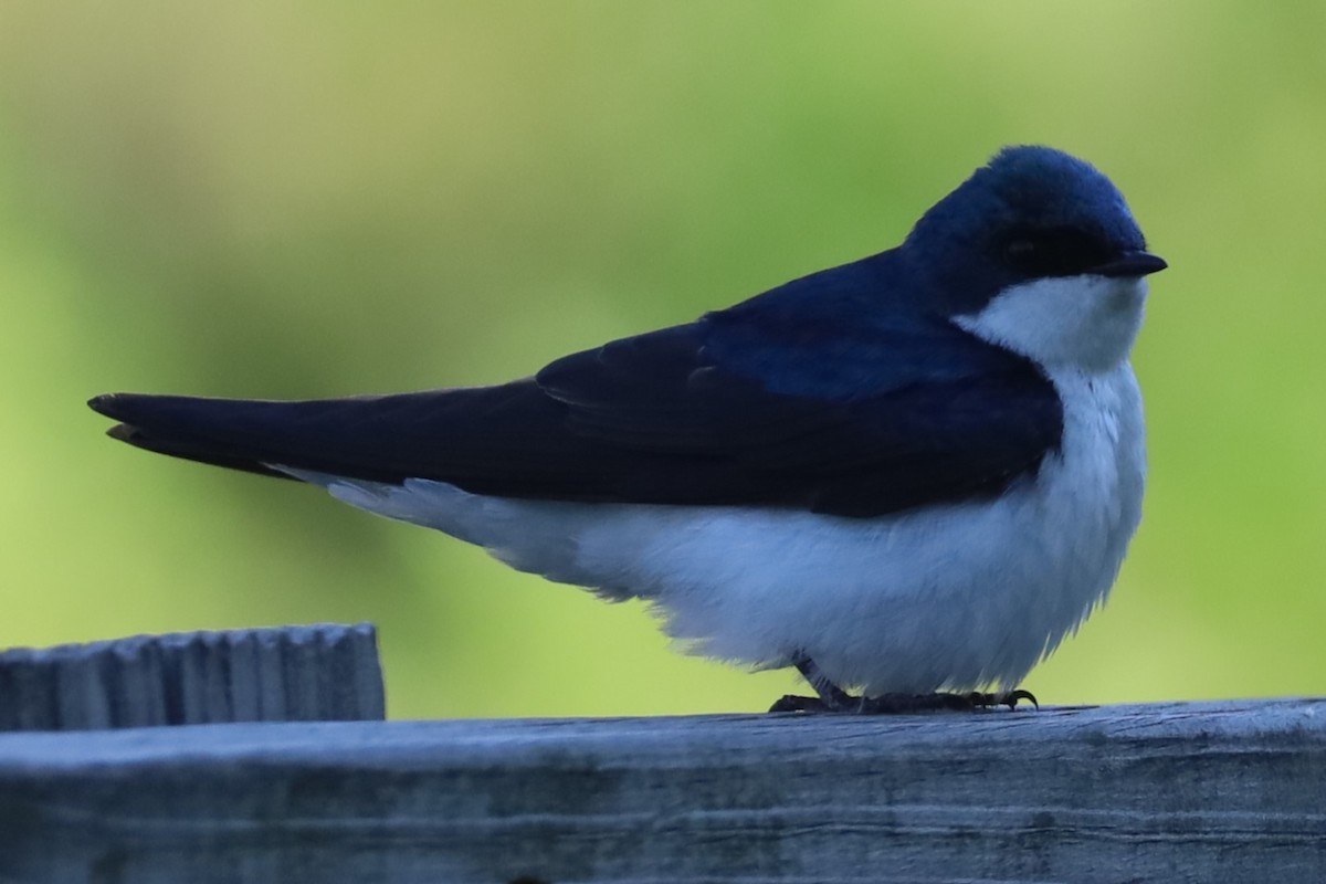 Tree Swallow - ML620270474