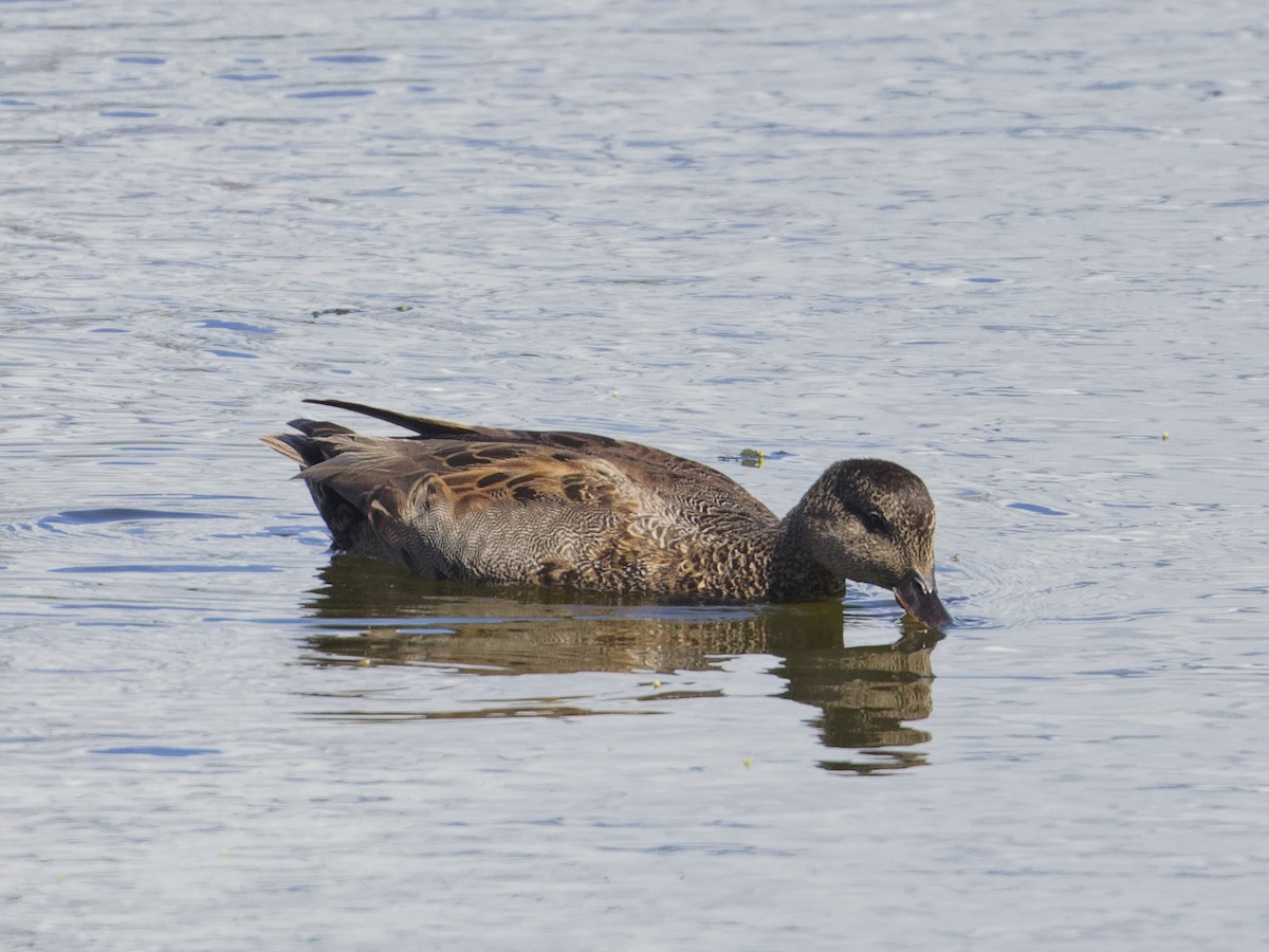 Gadwall - Angus Wilson