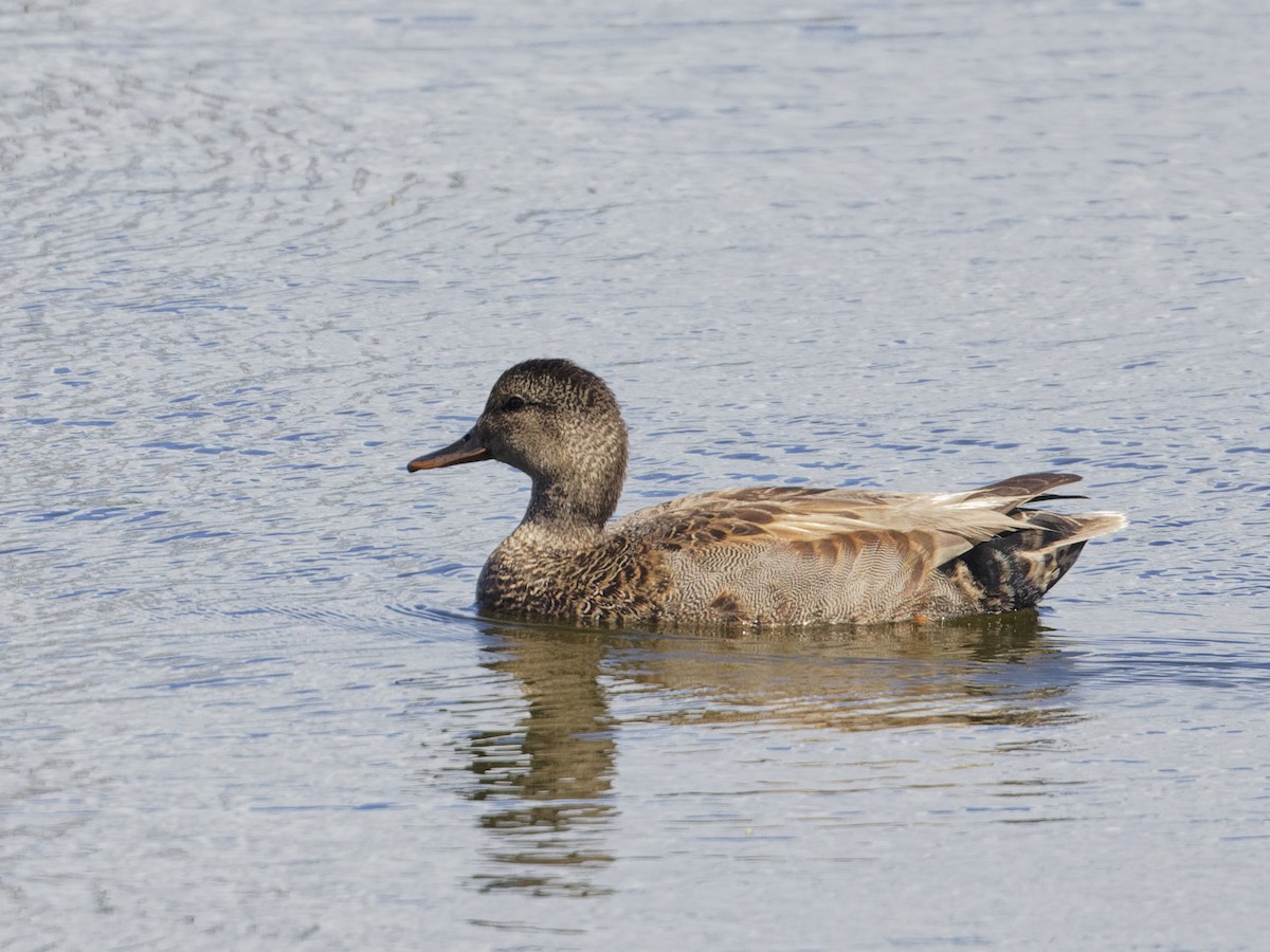 Gadwall - ML620270481