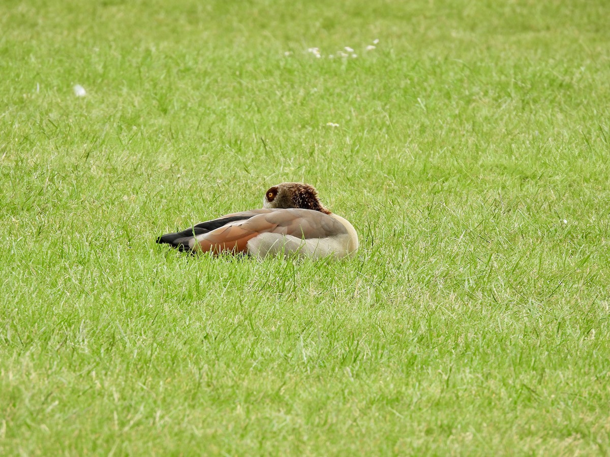 Egyptian Goose - ML620270485