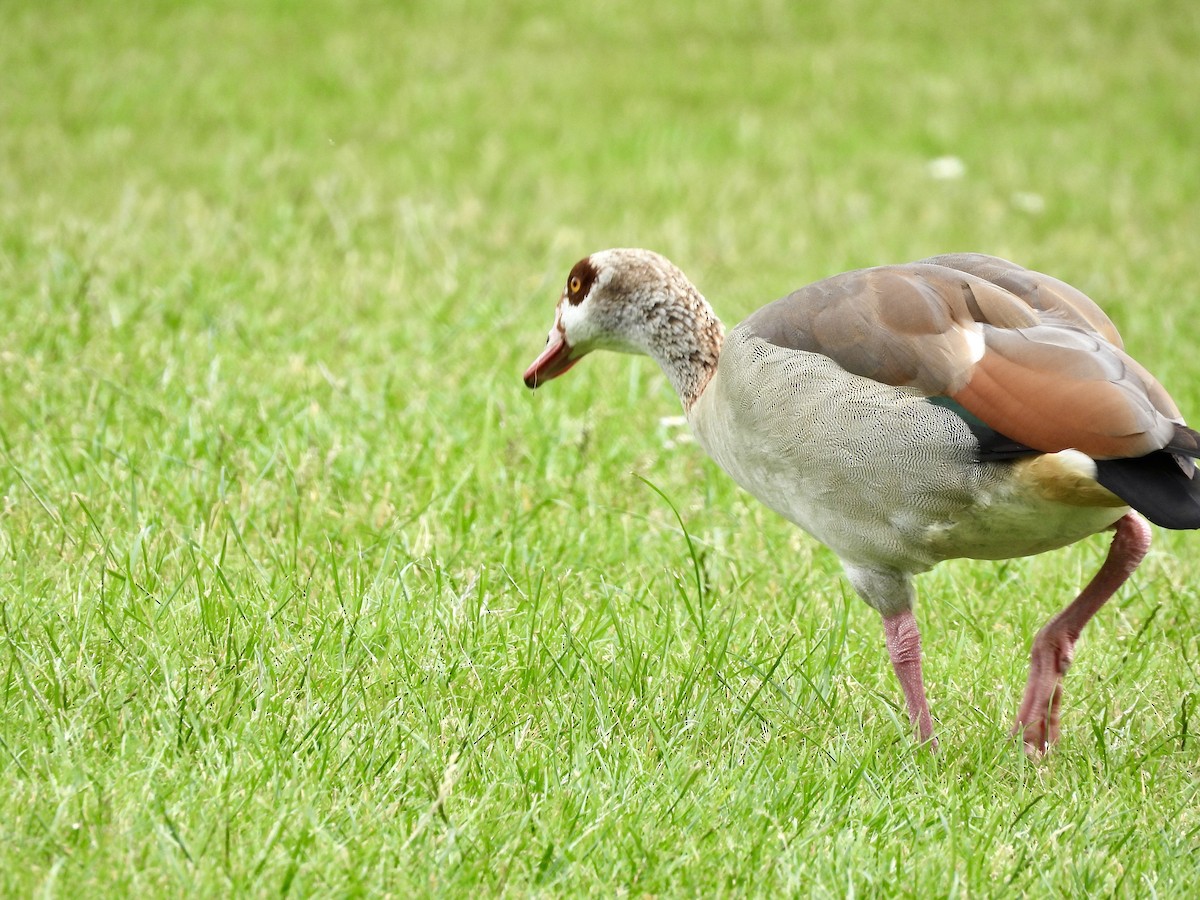 Egyptian Goose - ML620270486