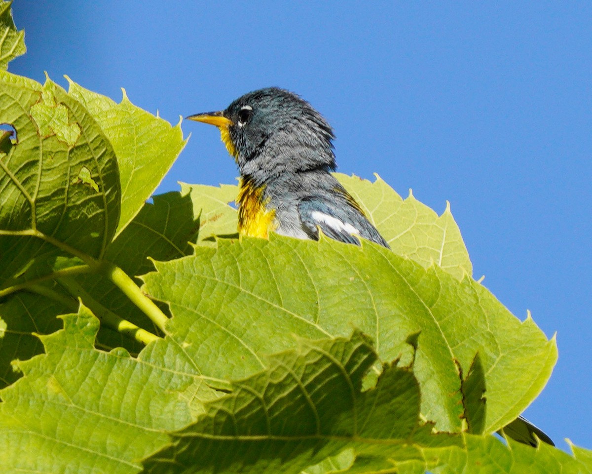 Northern Parula - ML620270488