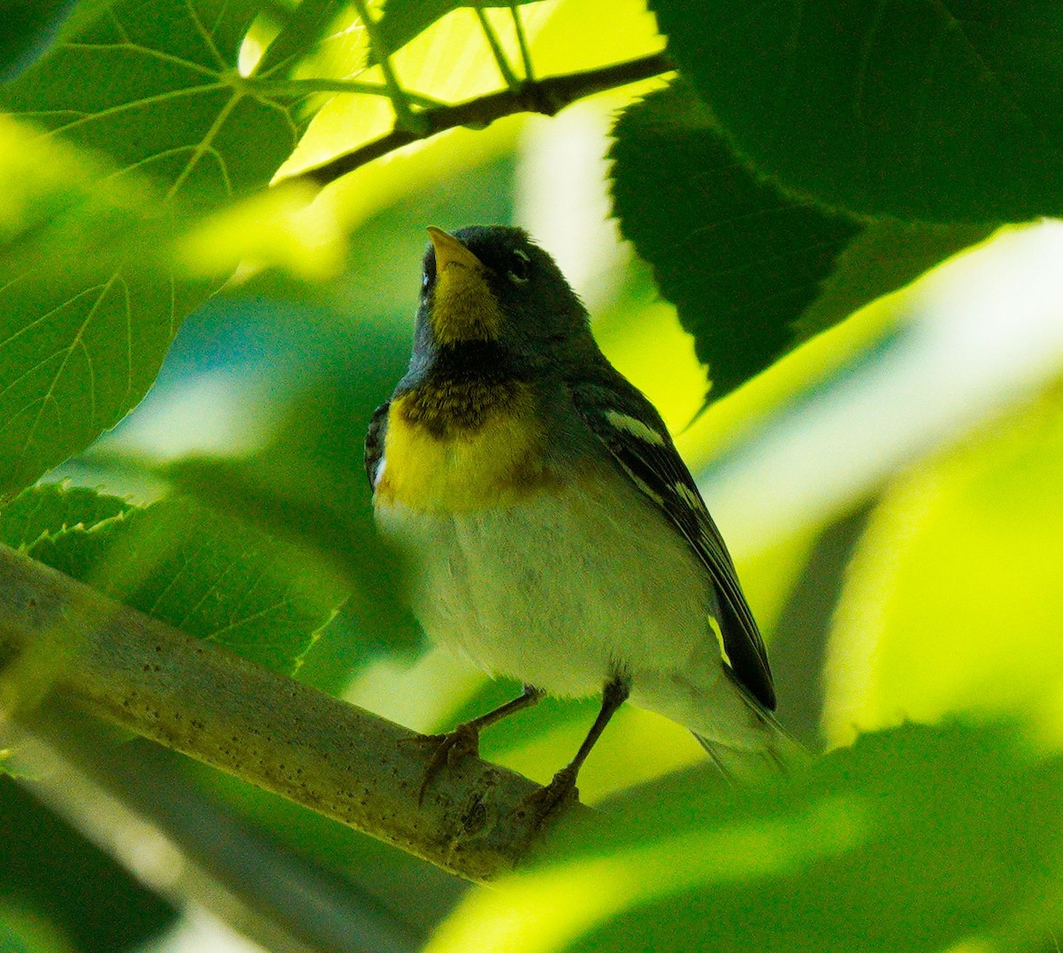 Northern Parula - ML620270490