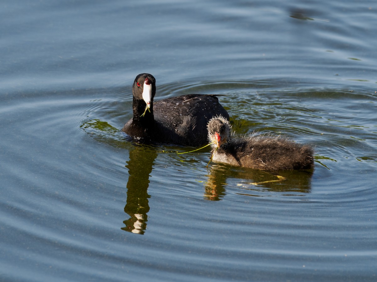 American Coot - ML620270493