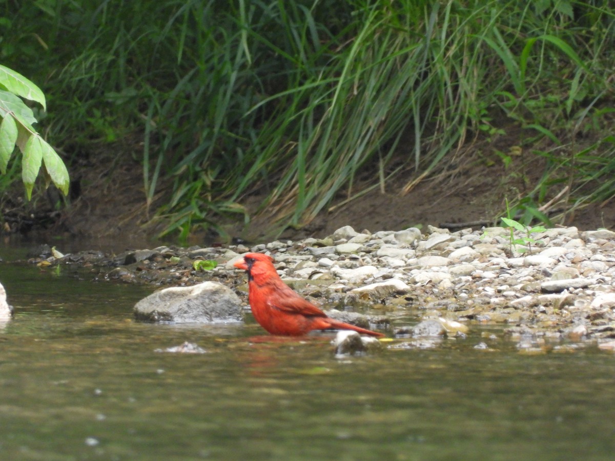 Northern Cardinal - John Burleson