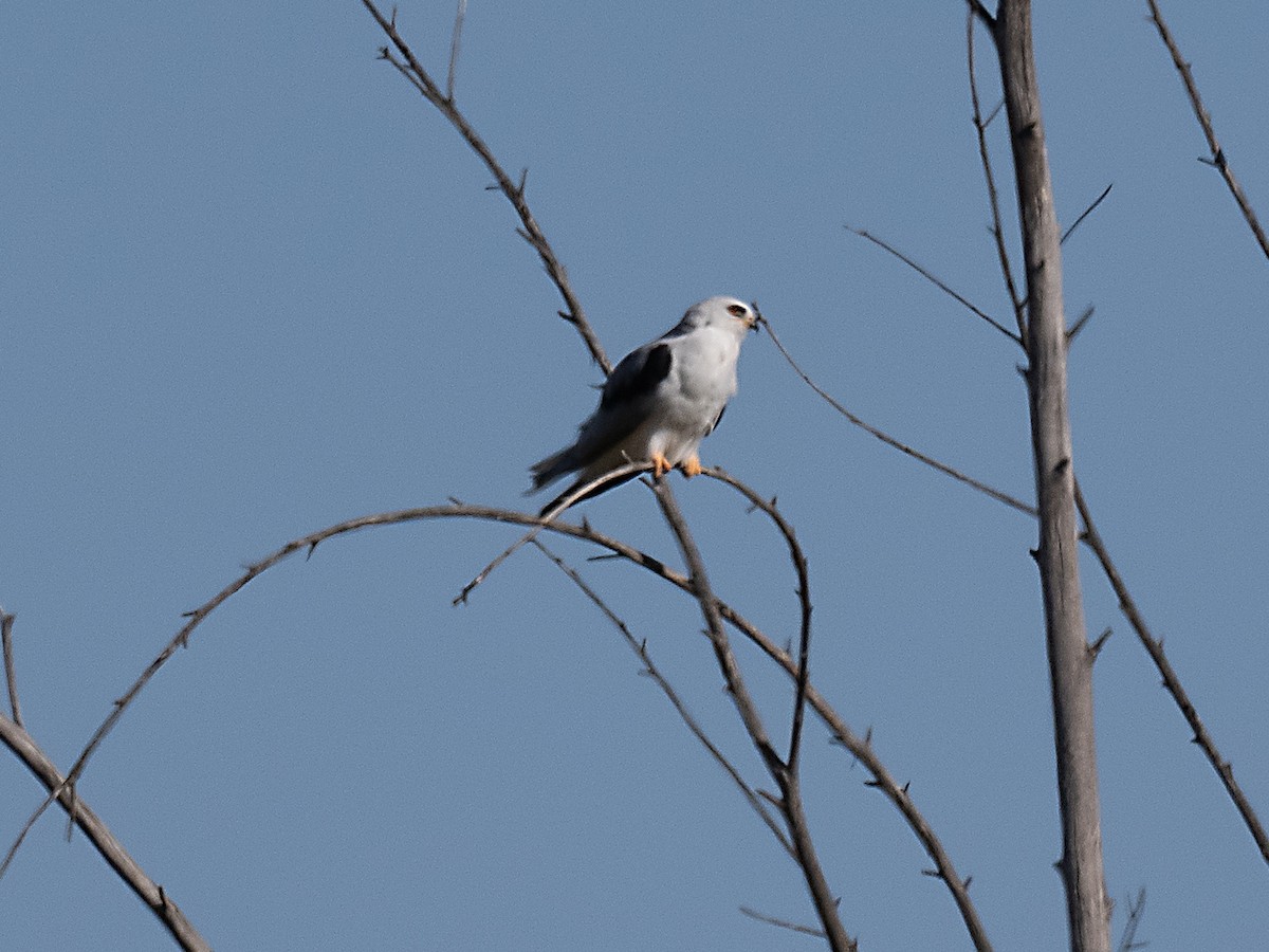 White-tailed Kite - ML620270507