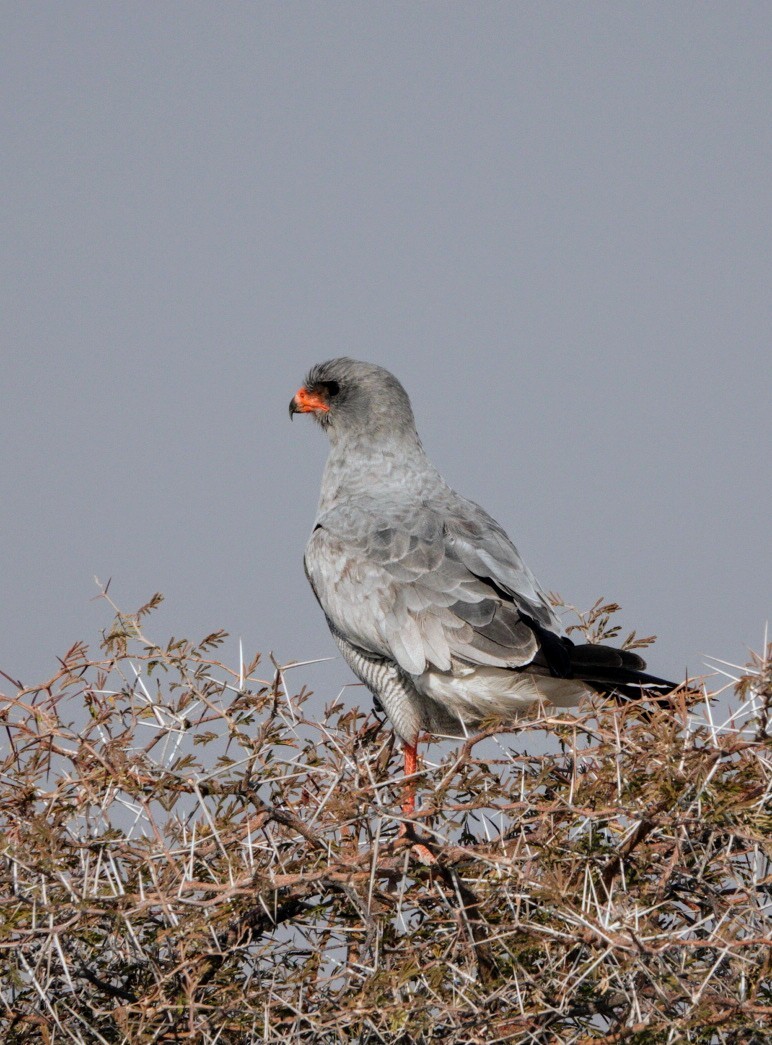 Pale Chanting-Goshawk - ML620270512