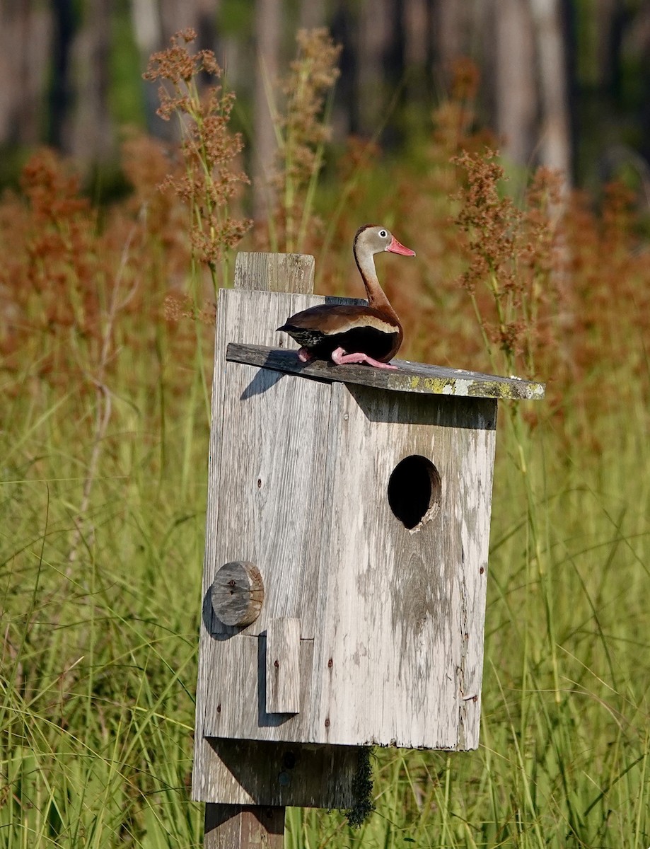 Black-bellied Whistling-Duck - ML620270514