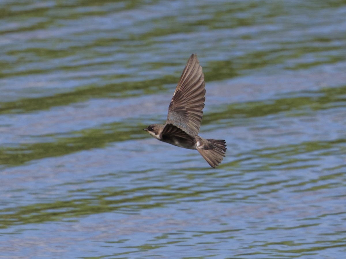 Tree Swallow - ML620270515