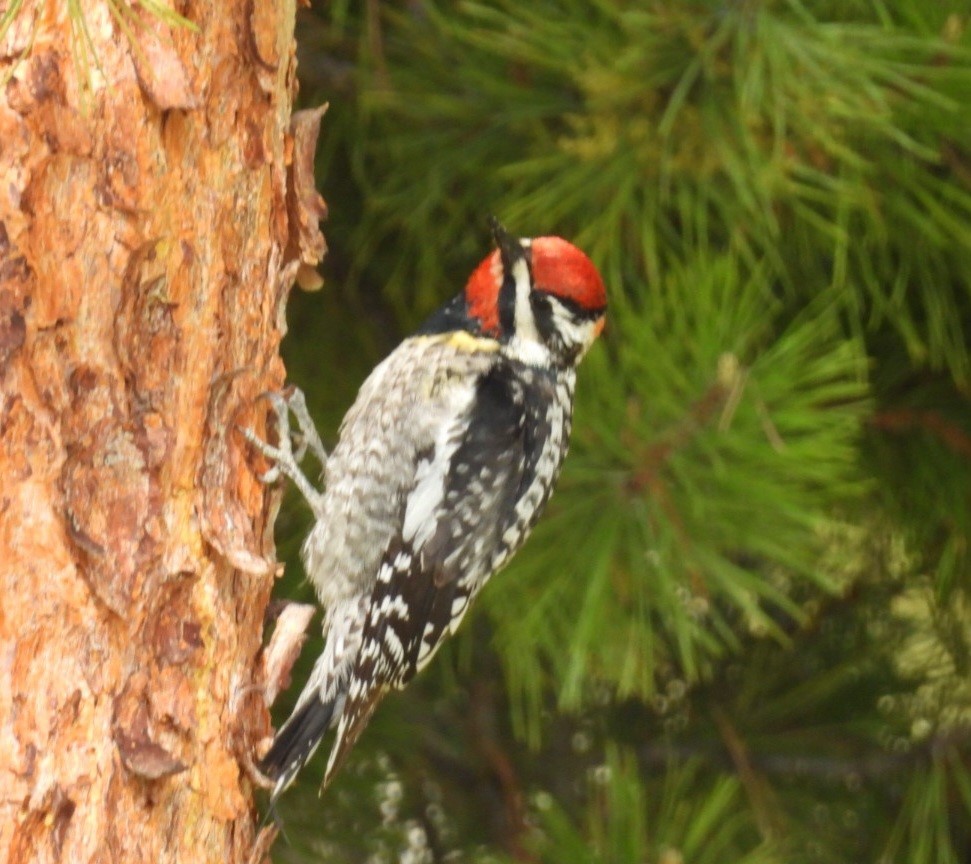 Red-naped Sapsucker - ML620270524