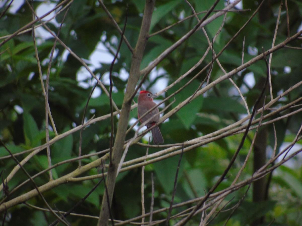 Red-crested Finch - ML620270527