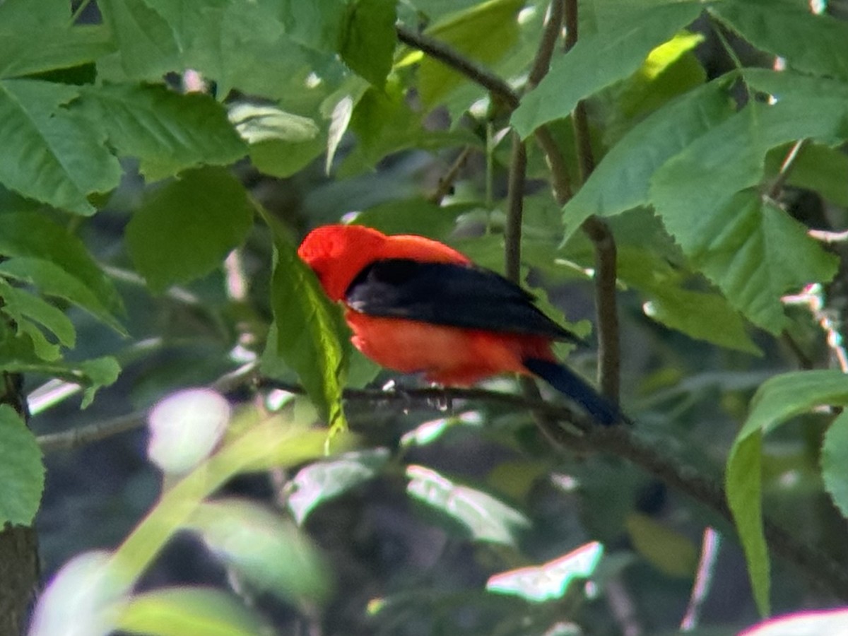 Scarlet Tanager - ML620270531