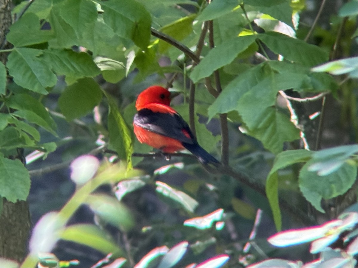 Scarlet Tanager - ML620270532