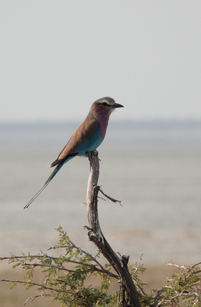 Lilac-breasted Roller - ML620270535