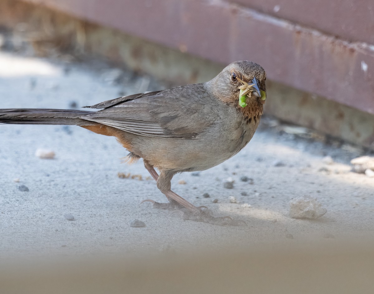 California Towhee - ML620270537