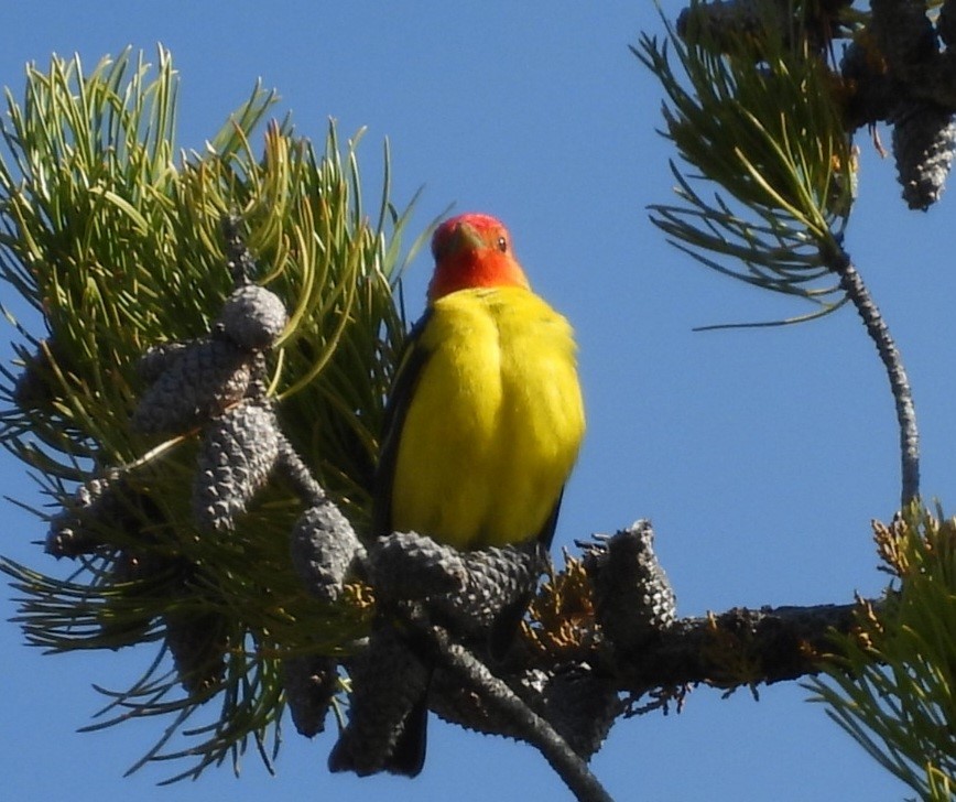 Western Tanager - ML620270541