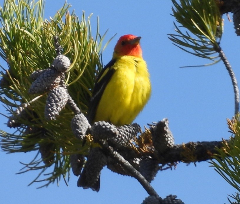 Piranga à tête rouge - ML620270542