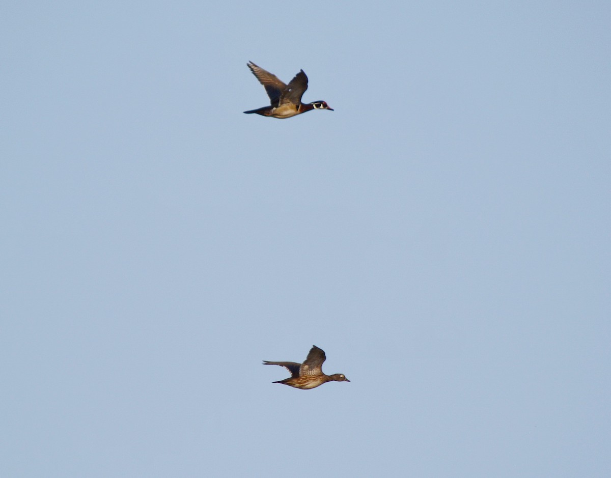 Wood Duck - Jean and Bob Hilscher