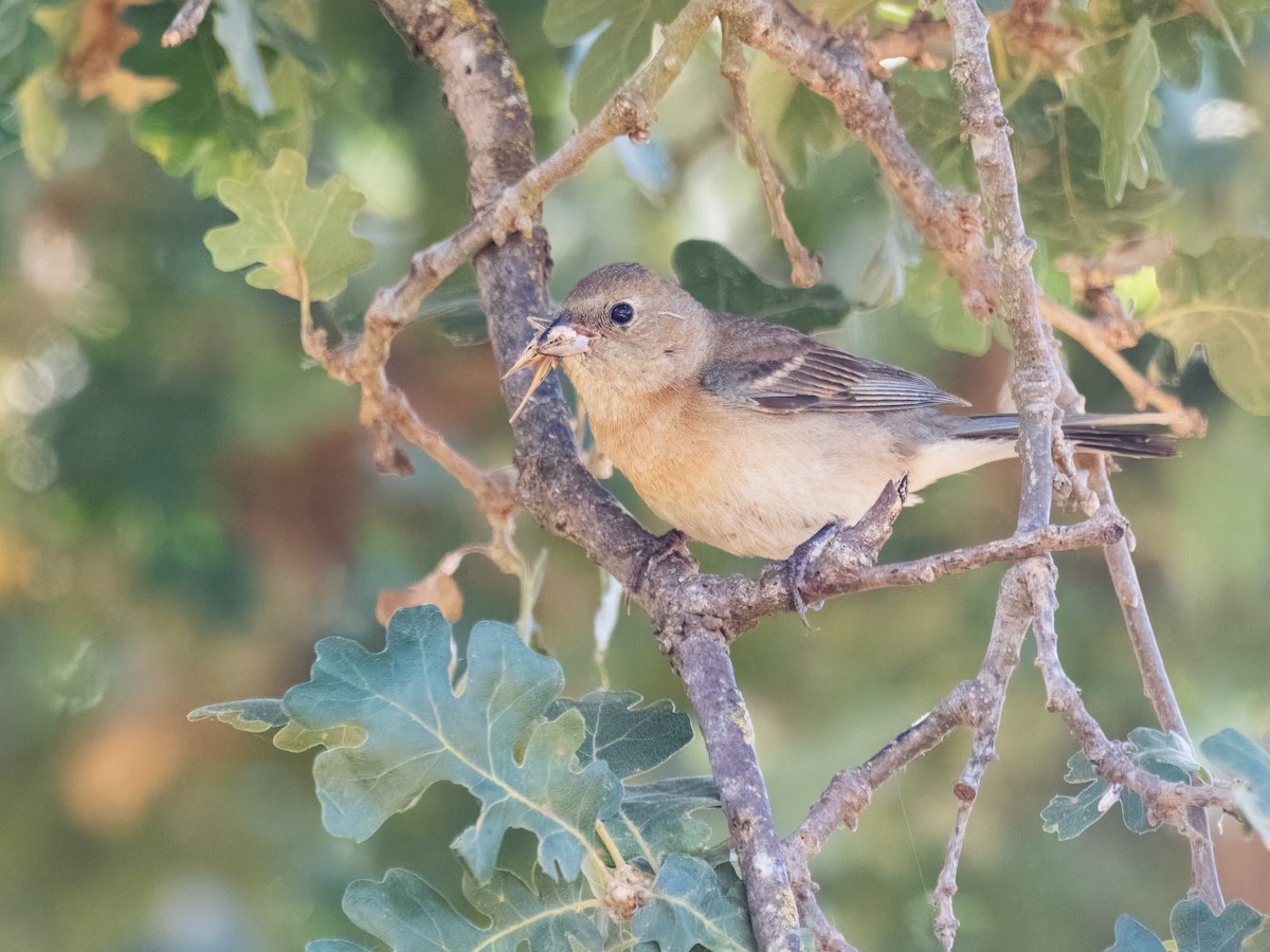 Lazuli Bunting - ML620270545