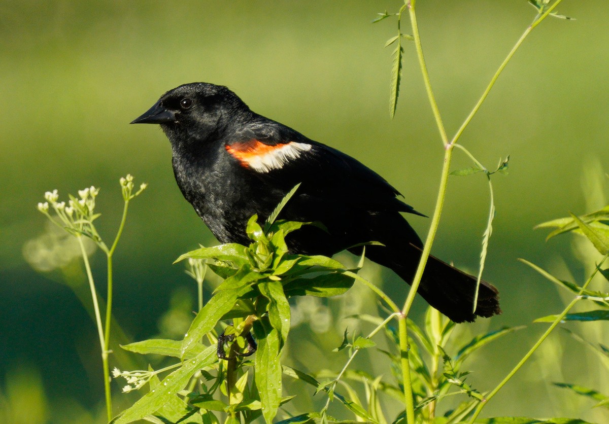 Red-winged Blackbird - ML620270546