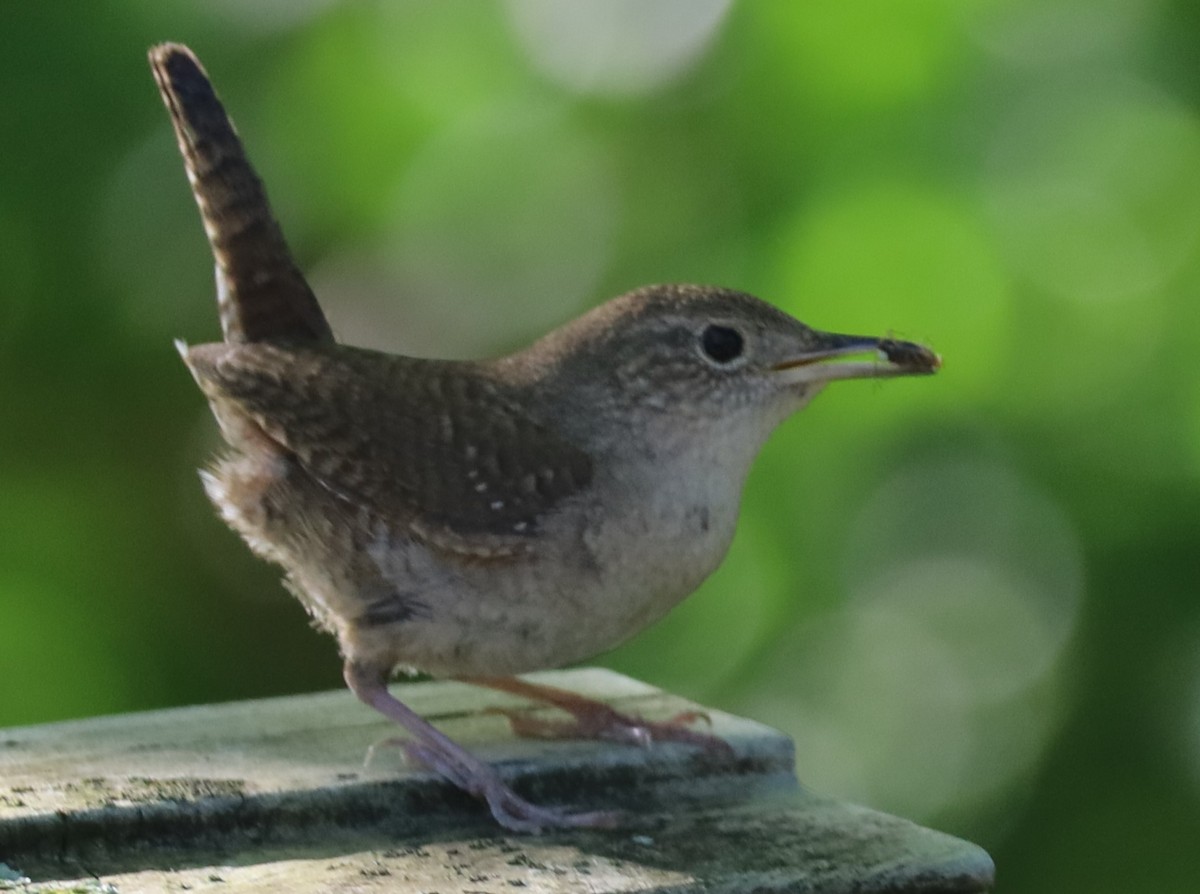 Northern House Wren - ML620270548