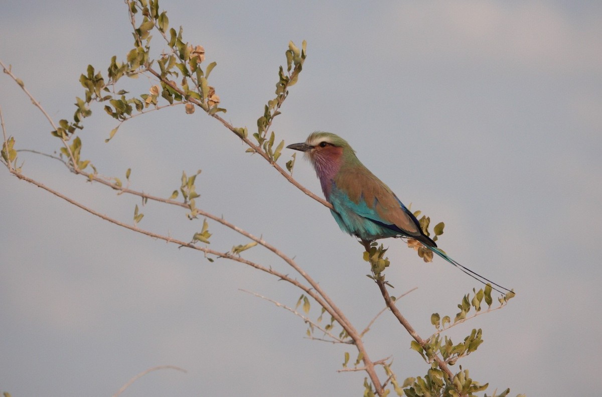 Lilac-breasted Roller - ML620270553