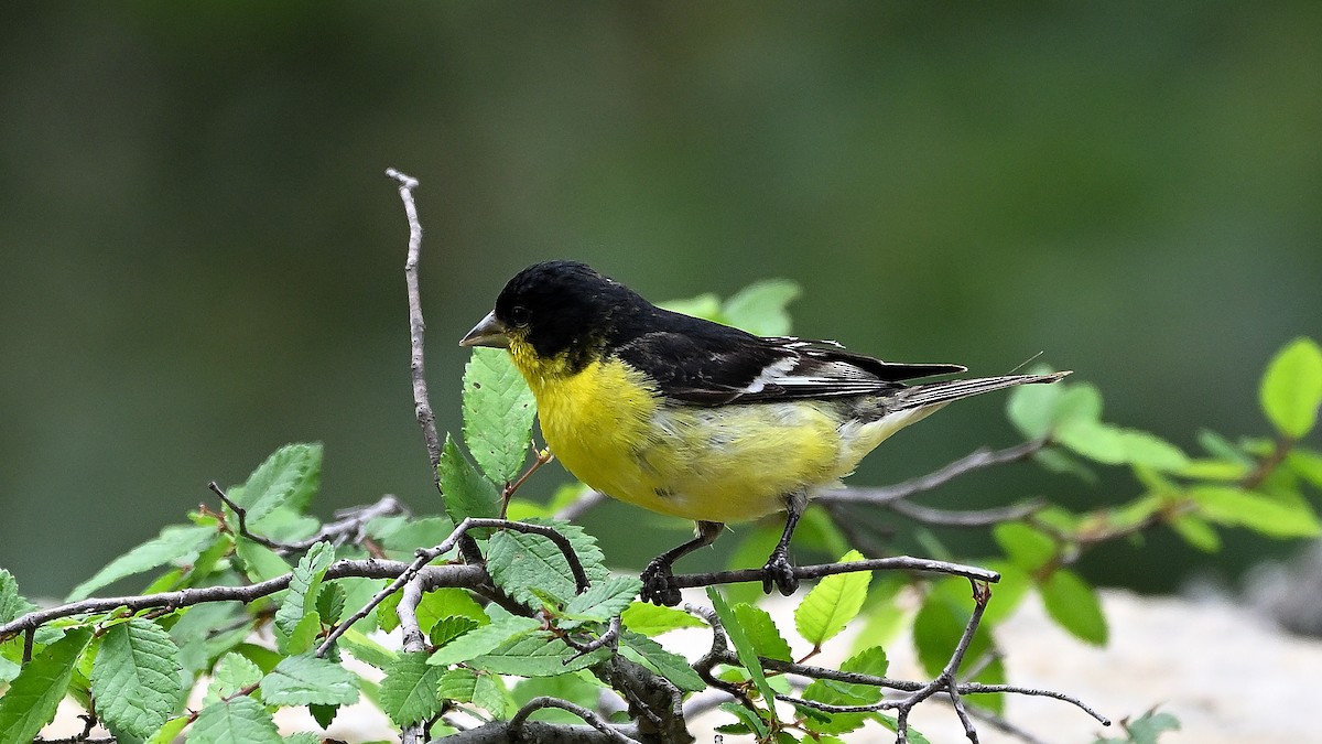 Lesser Goldfinch - ML620270554