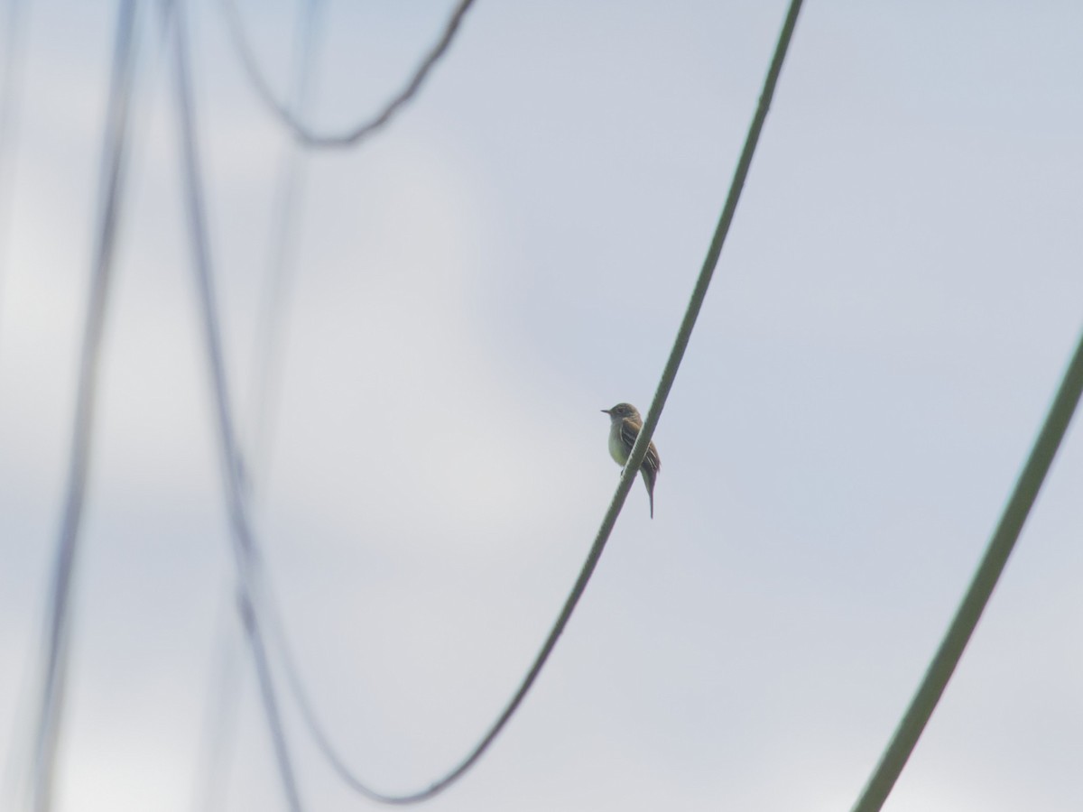 Alder Flycatcher - ML620270556