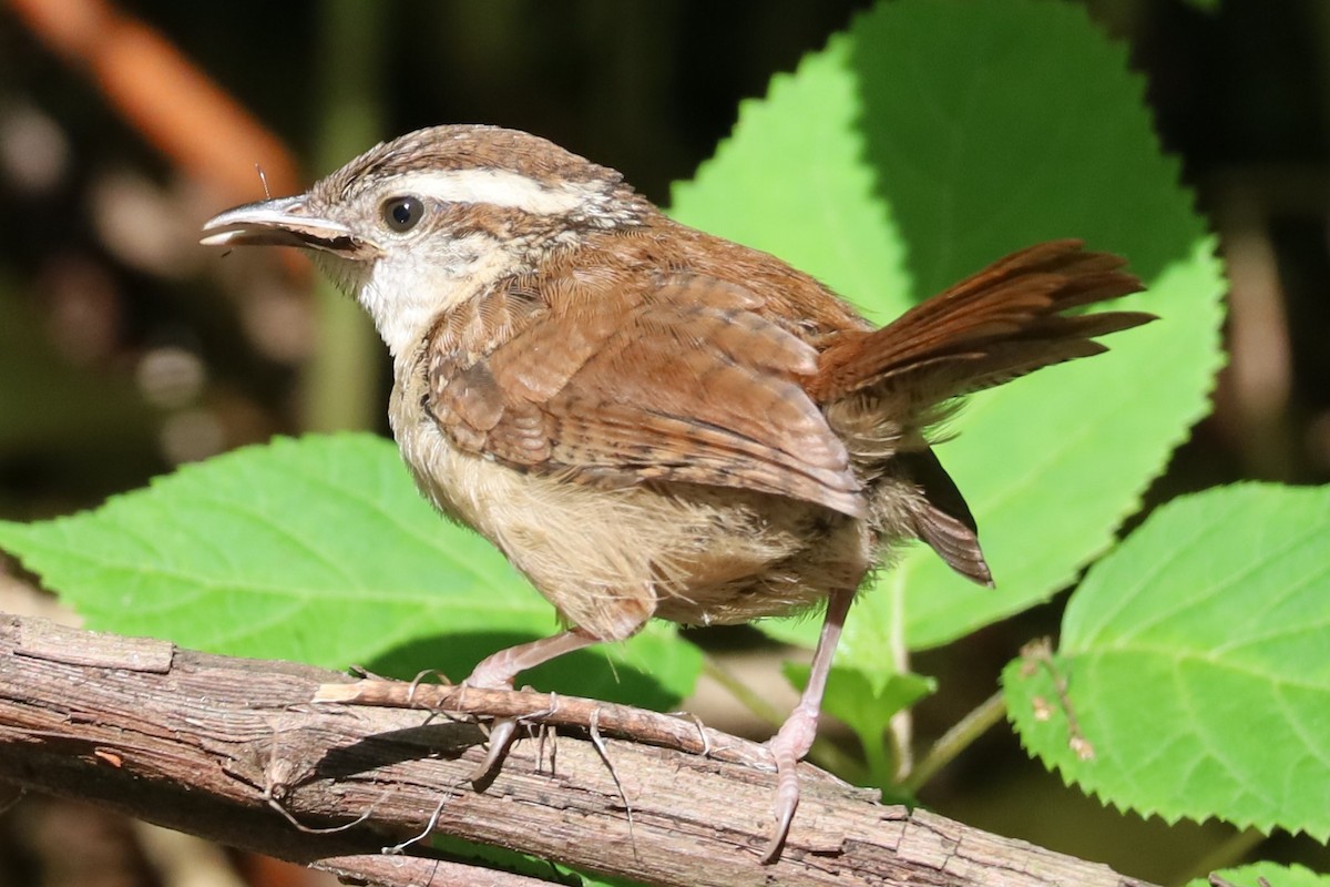 Carolina Wren - ML620270558