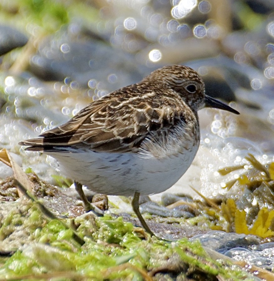 Least Sandpiper - ML620270561