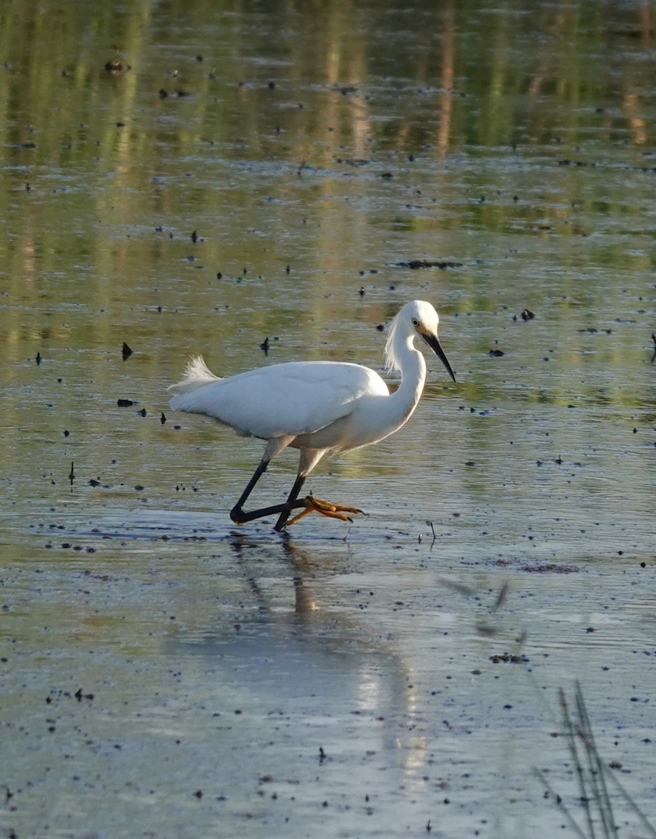 Snowy Egret - ML620270564