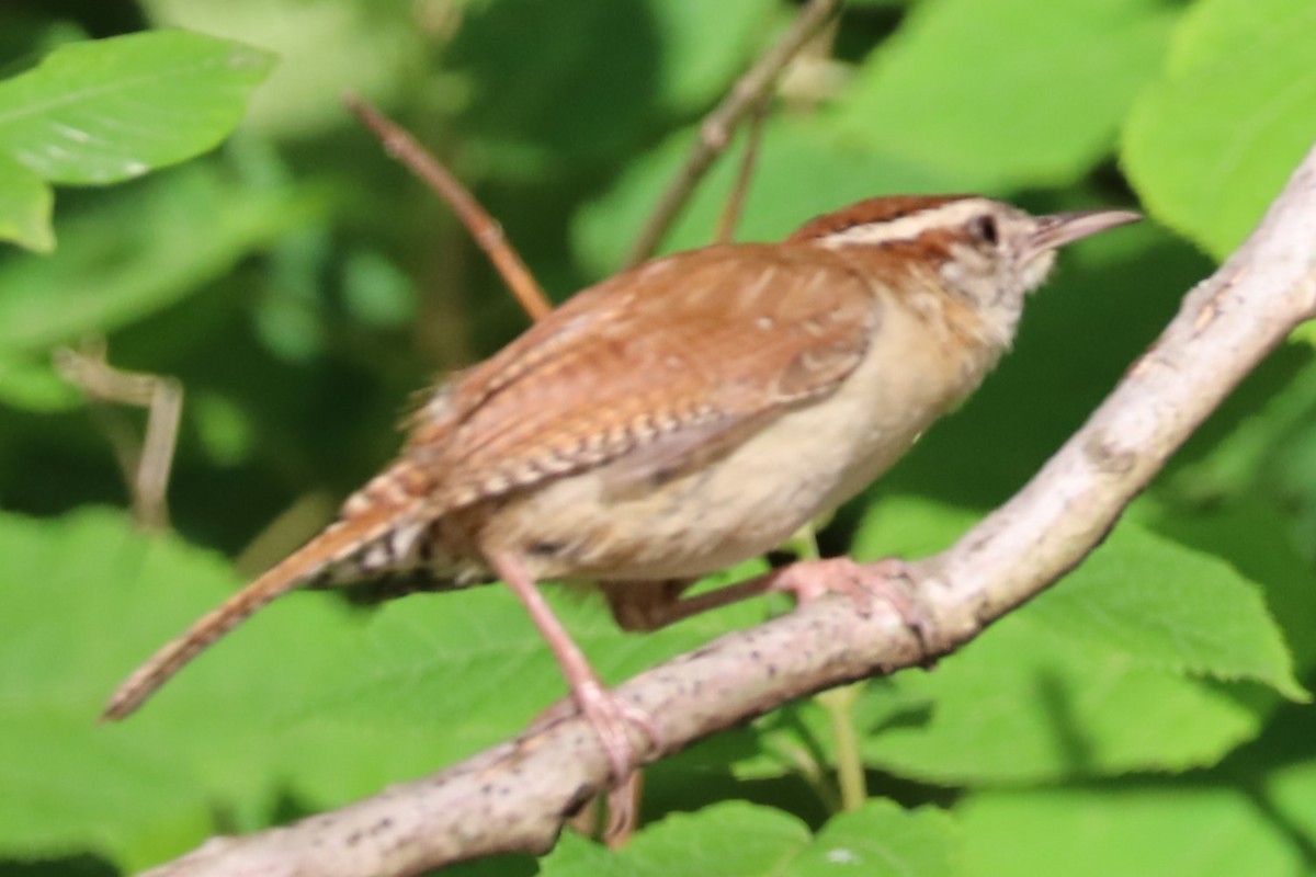 Carolina Wren - ML620270566