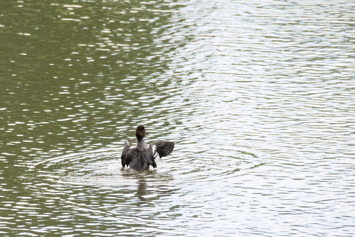 Tufted Duck - ML620270570