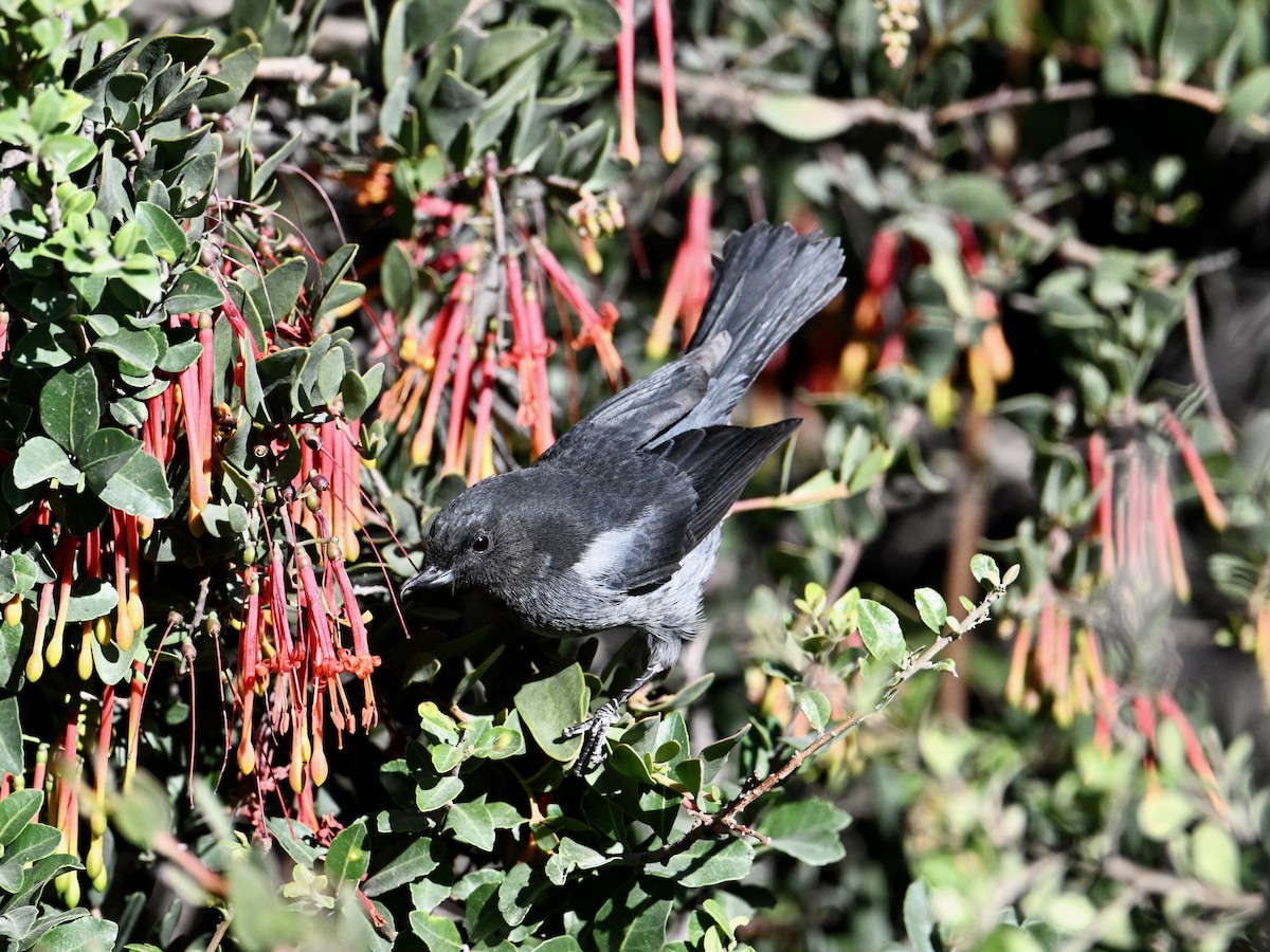 Gray-bellied Flowerpiercer - ML620270572