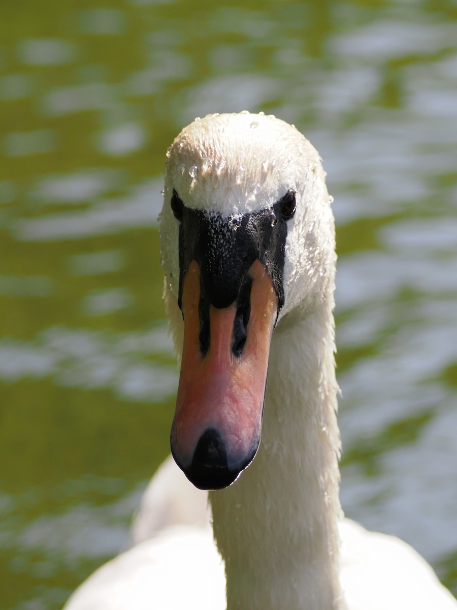 Cygne tuberculé - ML620270574